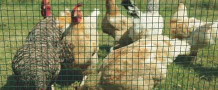vogeldraad foto